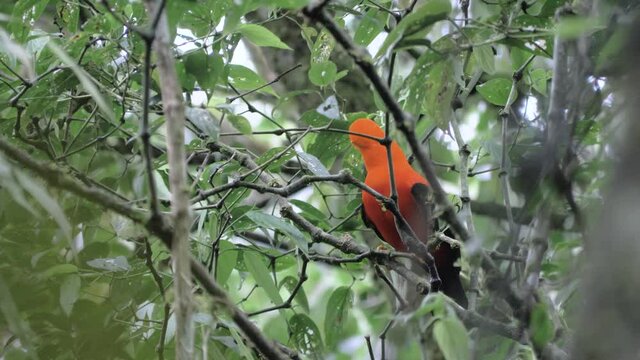 Cock of the rock dancing and singing in a branch, rupiocola peruvianus, tunki