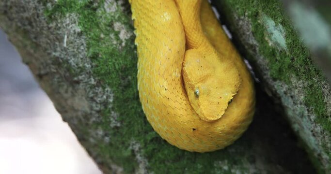 Eyelash Viper, Bothriechis schlegelii, Bocaraca, yellow color, male oropel.