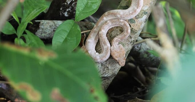 Eyelash Viper hunting, Bothriechis schlegelii, Bocaraca, color gray- brownish