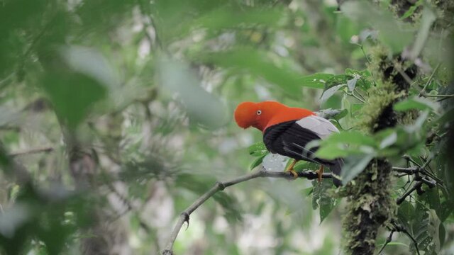 Wild Cock of the rocks Rupiocola Peruvianus, dancing, singing, and flying