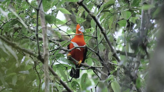 Curious tunki, jumping cock of the rocks, rupicola peruvianus