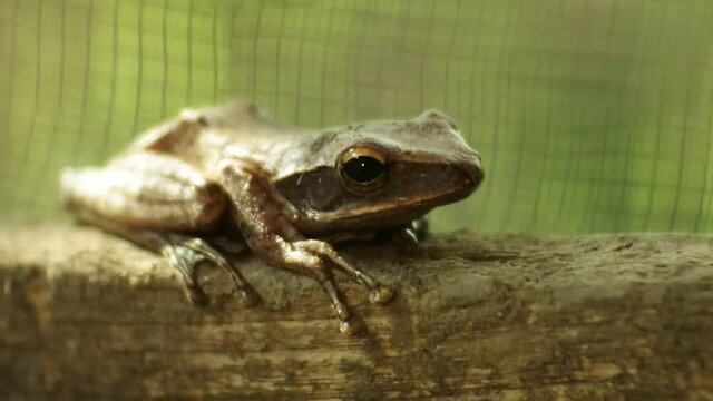 Closeup shot of a frog on the brown wood. frogs during the day. Frog is one of the amphibian animals that can live on land and water.