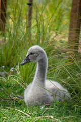 Close Up of Cygnet sitting in Grass in Park - selective focus