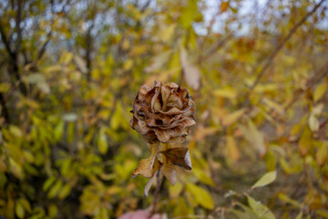 Strange dried flower
