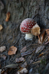 Amanita mushroom in the forest in autumn