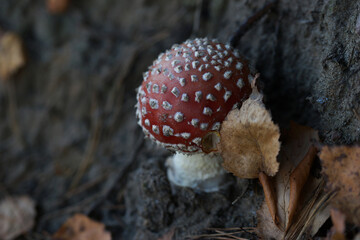 Amanita mushroom in the forest in autumn