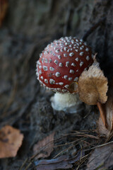 Amanita mushroom in the forest in autumn