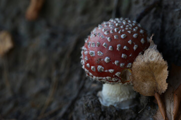 Amanita mushroom in the forest in autumn