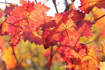 Naklejka na ściany i meble Close up of red leaves with yellow veins on a grape vine on a sunny fall day in a German vineyard.