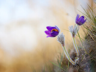 Purple wild crocus flavus flower or pulsatilla (pasque flower) growing at sunset outdoors. Early...