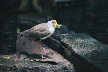 Australian Plover or Yellow Head Masked Lapwing Bird (Vanellus miles) or Trulek topeng walk in the near of pond with highlighted lighting in the dark