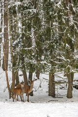 Biche et jeune cerf dans la for&ecirc;t