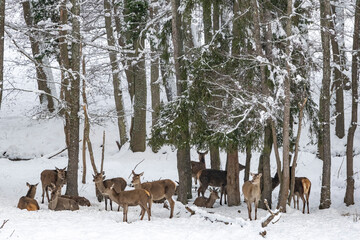 Troupeau dans la forêt