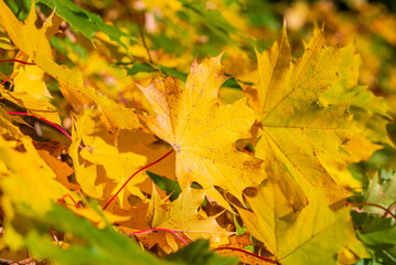 Naklejka na ściany i meble Golden yellow maple autumn tree branches background.Golden maple tree branches