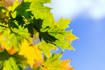 leafs of a maple tree against blue sky and clouds.Copy space.
