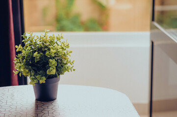 Small flower in a pot on the table. A green flower stands on the table against the window.