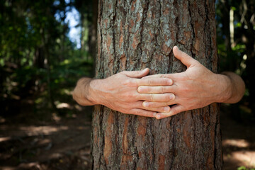 Male hands embracing pine tree trunk, close-up, forest.