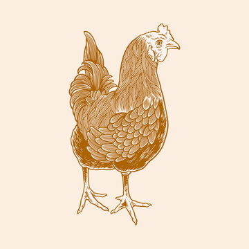 Chicken hand drawn illustration. Chicken meat and eggs vintage produce elements. sticker for the farms and manufacturing depicting roster. Old retro sketch vector illustration