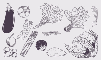 Vegetables big set. Ink sketch collection isolated on white background. Organic food farm bundle. Hand drawn vector illustration in old retro style