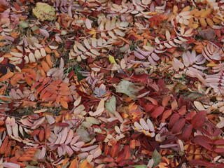 autumn leaves