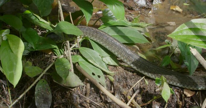 Yellow spotted Sipos, snakes Chironius flavopictus, savanes, whip snake