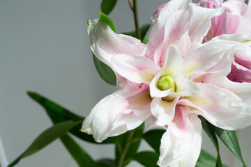 Pink garden lily close-up. Lily flower with blurred focus