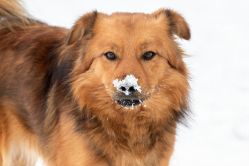 Big brown fluffy dog with snow-covered snout, dog portrait close up