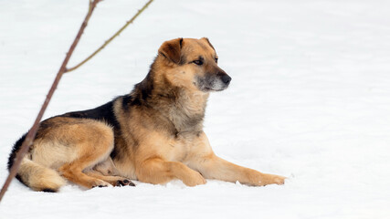 A large brown dog lies in the snow in winter