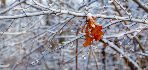 Withered oak leaves on a snow-covered tree branch in the winter forest, winter background