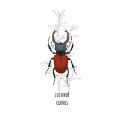 Hand drawn stag-beetle vector illustration. 	 - 462371736