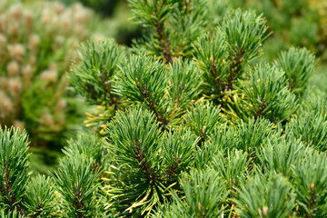 Dwarf mountain pine Carstens Wintergold