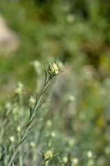Italian everlasting flowers