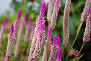Celosia flower with a natural background