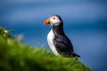 Atlantic Puffins bird or common Puffin in grass. Mykines, Faroe Islands.