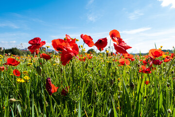 Obraz premium A meadow full of pretty red poppies and lovely yellow daisies during spring