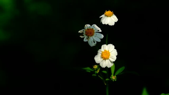 white and yellow flowers
Bidden pilosa