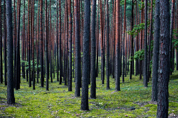forest las drzewa dzika natura krajobraz natura wild 森林 autumn landscape scenery pine tree