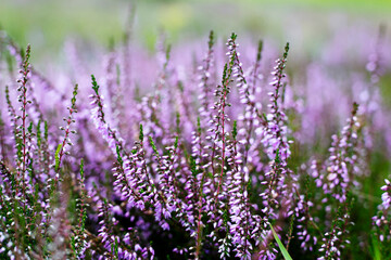 Fototapeta na wymiar wrzos wrzosy jesień autumn heather ling flora kwiaty fiolet Violet meadow 
