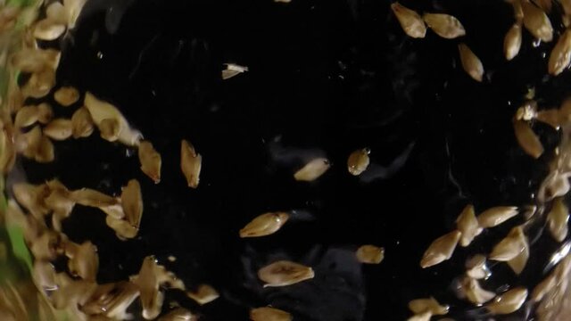 Barley malt for making beer or whiskey. Barley malt is brewed on a dark background.