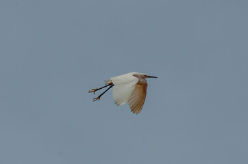 little egret in flight
