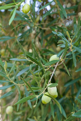 Olive branch with green leaves and green olives growing on the tree. High quality photo
