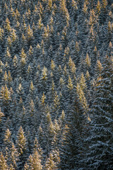 Fir forest closeup in the mountains, Western Tatra National Park, Poland. Tall trees covered in snow. Selective focus on the woodland details, blurred background.