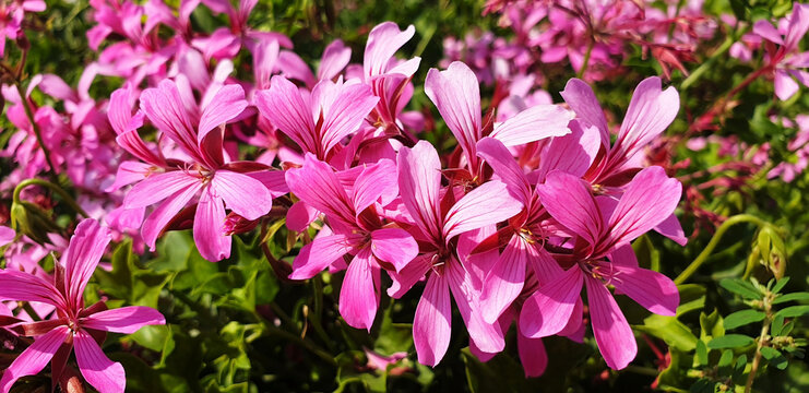 Close up of pink flowers of pelargonium graveolens or geranium robertianum.