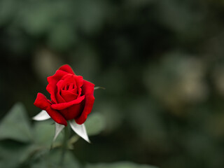 しっとりとした空模様の日のバラ