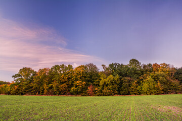 Fototapeta premium Forest in autumn colors on the edge of a green field of young sprouts of winter wheat