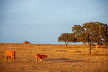 Cattle in the Alentejo pastures at the end of the day.