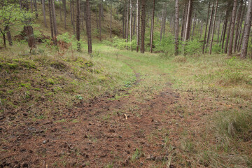 A path leading through a forest
