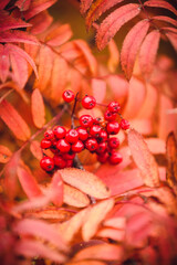 Crimson leaves of rowan close-up. Rowan bunches. Bright colors of leaves of autumn rowan.
