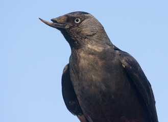 Close portrait of Western jackdaw (Corvus monedula) posing while having beak deformity