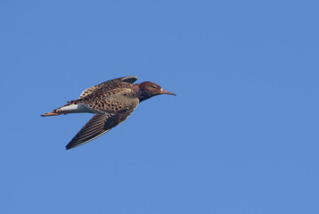 Adult male Ruff (Calidris pugnax) flies fast in clear blue sky with pointed wings